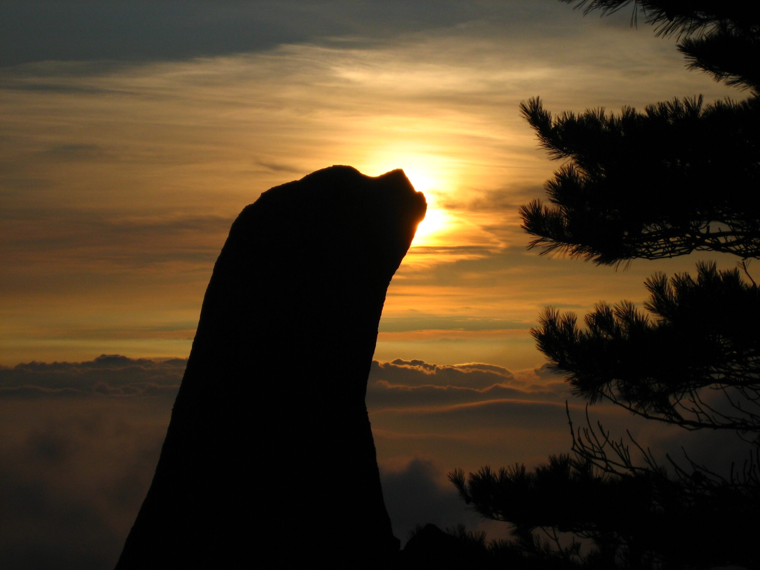 A sea lion’s silhouette is seen against a glowing orange sunset sky, with a pine tree on the right and clouds near the horizon.