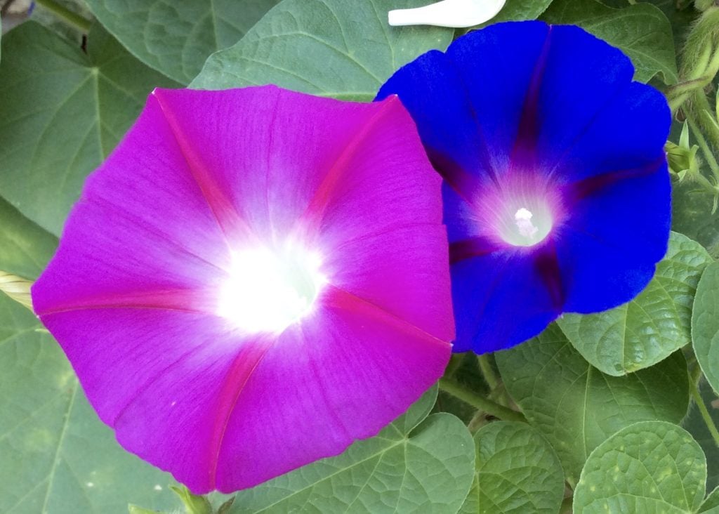 A bright pink morning glory flower and a deep blue morning glory flower bloom side by side, with green leaves in the background.