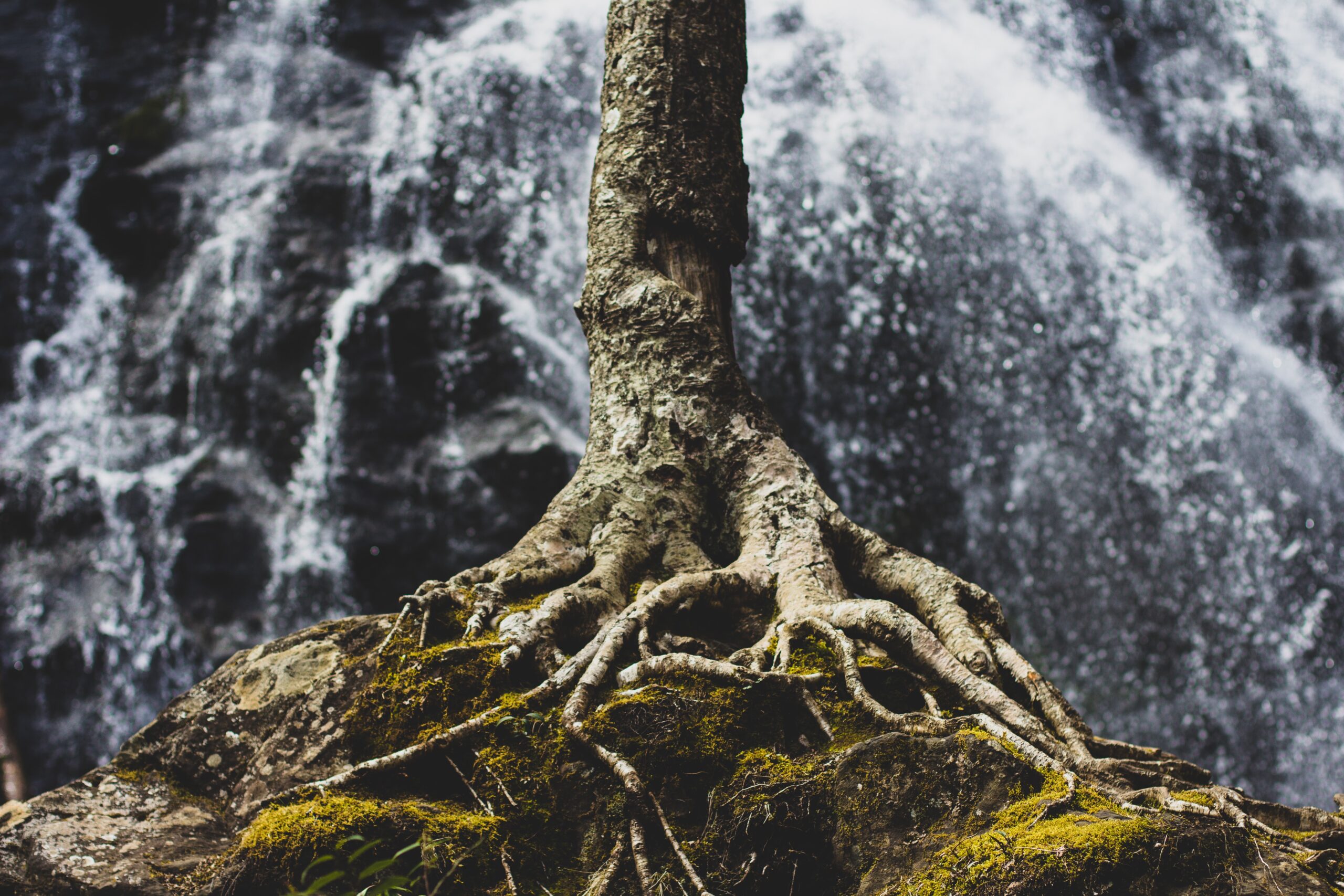 A tree with exposed, twisted roots grows from a mossy rock in front of a blurred, cascading waterfall, reminding us that hidden factors—like cancer causes—sometimes shape life in subtle yet powerful ways.