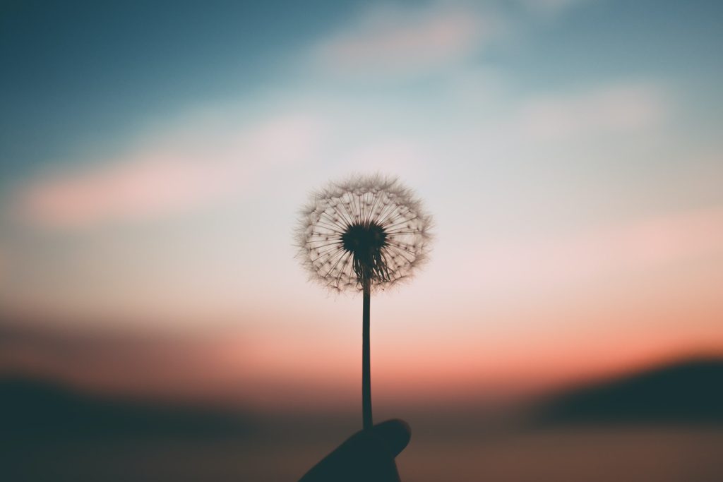 A close-up of a hand holding a dandelion seed head against a soft, colorful sunset sky with blurred hills in the background, evoking a sense of quiet reflection and an opportunity to hone intuition.
